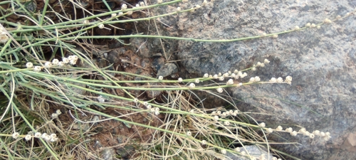 Reseda complicata, photograph 5