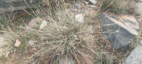 Reseda complicata, photograph 6