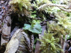 Corybas oblongus