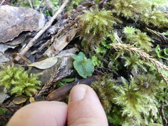 Corybas oblongus