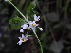 Solanum furcatum