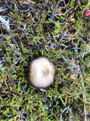 Entoloma sericeum