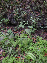 Solanum furcatum