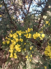 Ulex europaeus