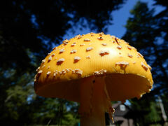 Amanita muscaria guessowii