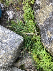 Polytrichastrum alpinum
