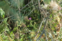 Carduus acanthoides
