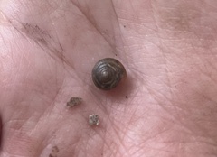 Polygyra cereolus
