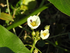Sagittaria montevidensis