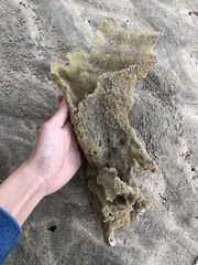 Porifera