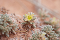 Eriogonum aretioides