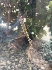 Tenodera angustipennis