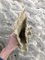 Porifera