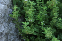 Melissa officinalis