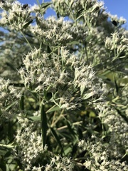 Eupatorium