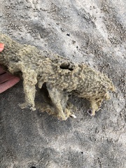 Porifera