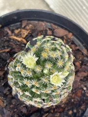 Mammillaria carmenae