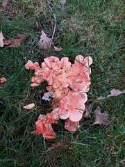 Laetiporus cincinnatus
