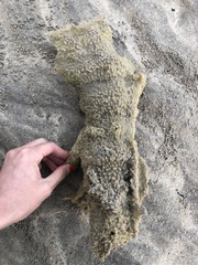 Porifera