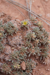 Eriogonum aretioides