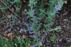 Salvia yangii