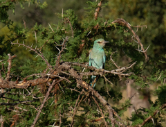 Coracias garrulus