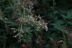 Valeriana officinalis