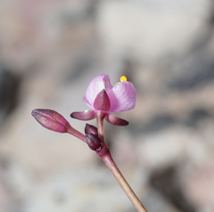 Tripogandra angustifolia