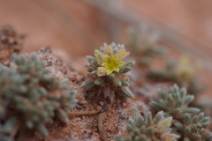 Eriogonum aretioides