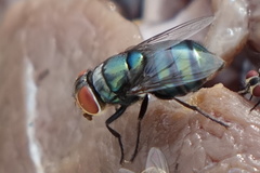 Chrysomya rufifacies