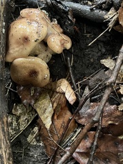 Lyophyllum decastes