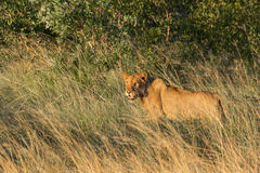 Panthera leo melanochaita