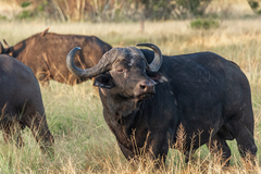 Syncerus caffer caffer