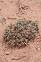 Eriogonum aretioides
