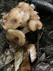 Lyophyllum decastes