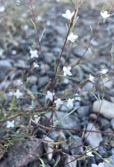 Gayophytum