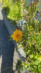 Coreopsis lanceolata