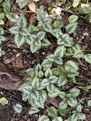 Lamium galeobdolon argentatum