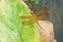 Neurothemis terminata