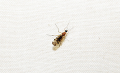 Sylvicola fenestralis