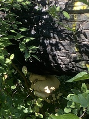 Pleurotus pulmonarius