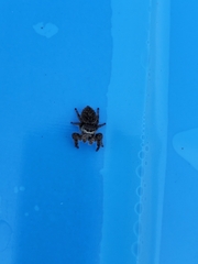 Phidippus