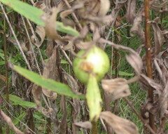 Eurosta solidaginis
