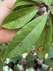 Photinia davidiana