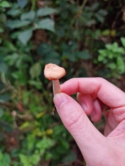 Laccaria laccata