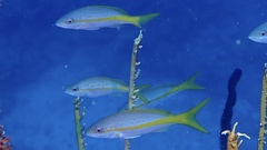 Ocyurus chrysurus