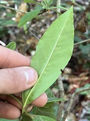 Photinia davidiana