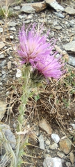 Carduus carlinoides