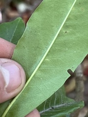 Photinia davidiana