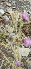 Carduus carlinoides